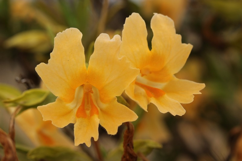 closeup image of san diego monkeyflower