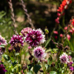 Best Sensory Garden Plants To Stimulate Our 5 Senses