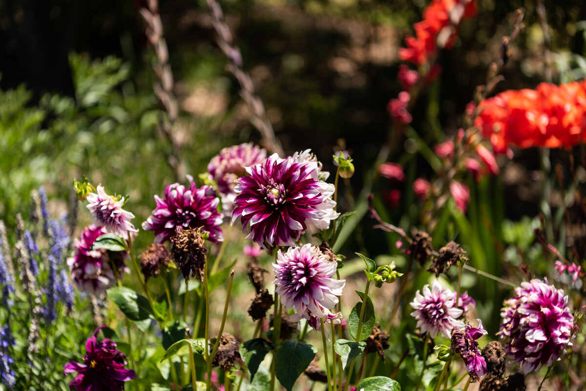 light purple flowers in a garden