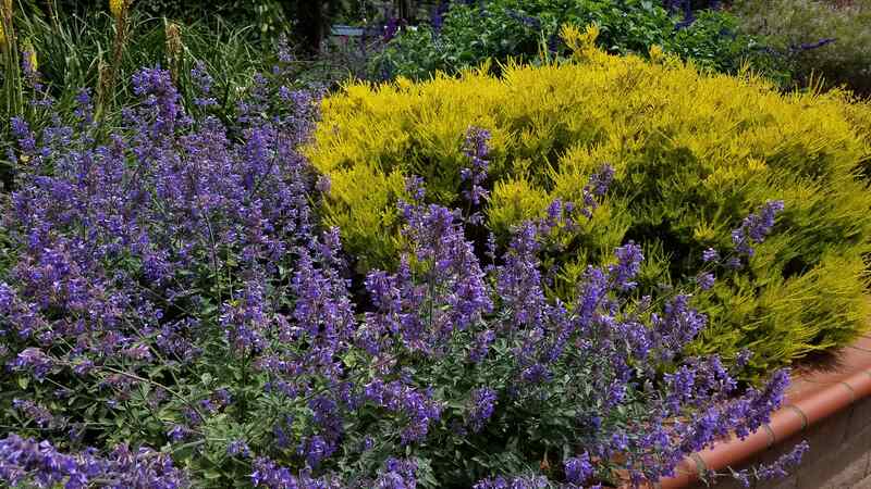 picture of several purple flowers in a sensory garden