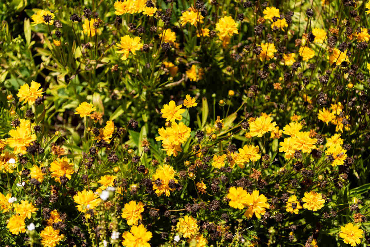 group of yellow flowers in a sensory garden