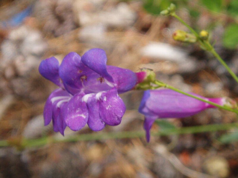 Penstemon speciosus, along the Kaiser Pass road near the ranger station.