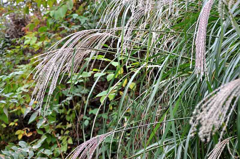 closeup image of silvergrass in a garde
