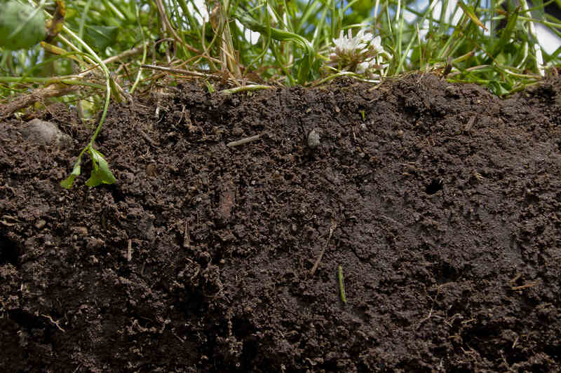 image of a grass on top of soil for soil testing