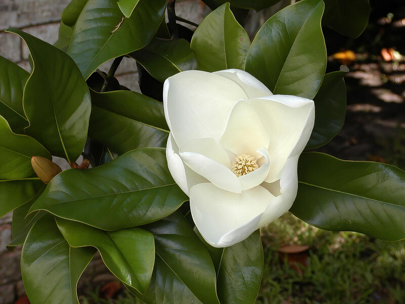 close up of a white flower of southern magnolia tree 