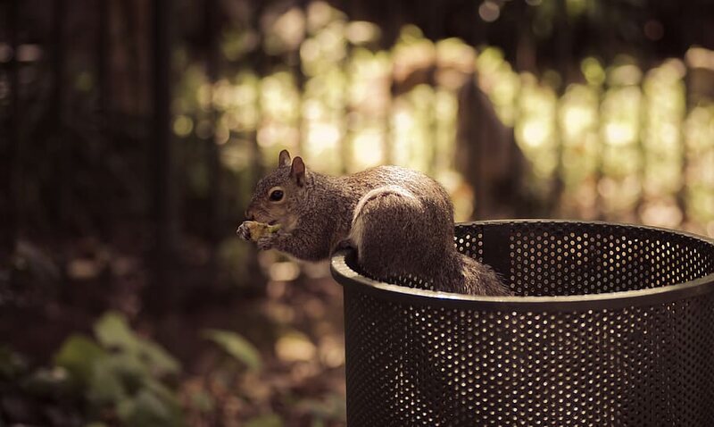 squirrel sitting on a basket
