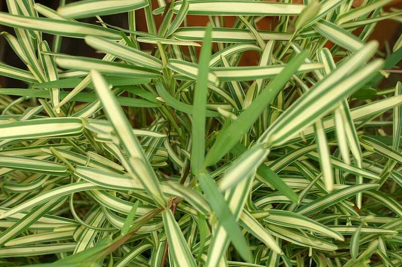 Closeup image of St Augustine Grass