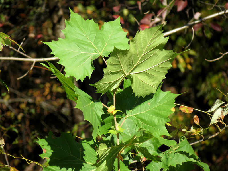 green sycamore leaves on a tree