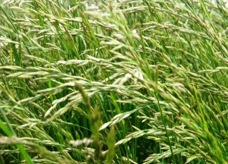 Closeup of a tall fescue grass