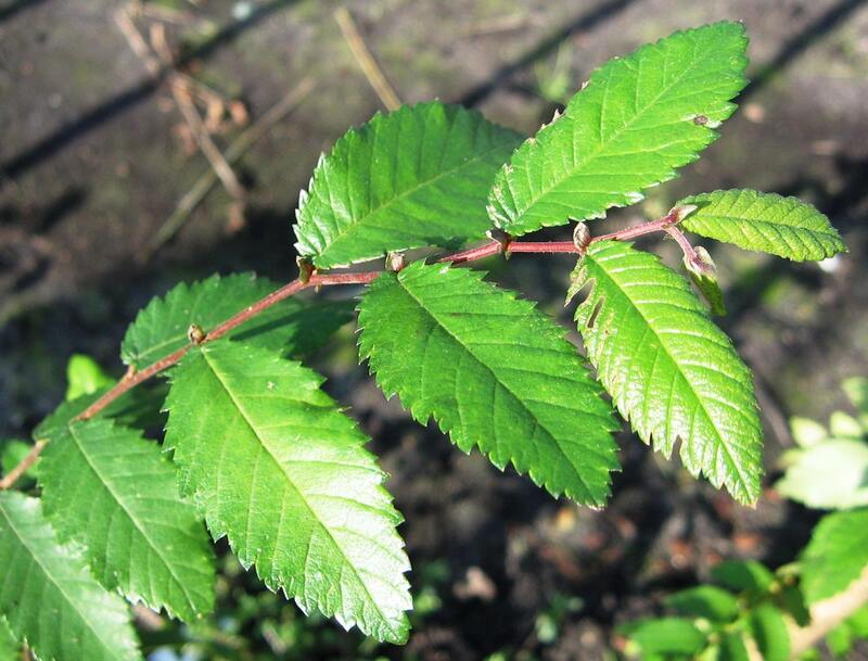 green leaves on a winged elm tree