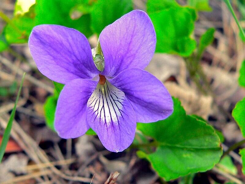closeup image of a violet flower