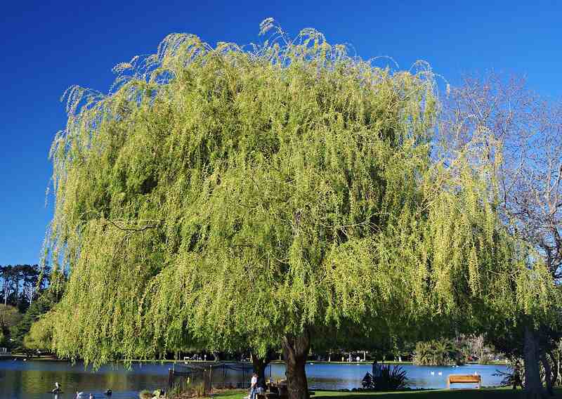 Weeping Willow tree with leaves and sharks bent and pointing downward