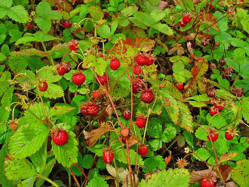 closeup image of wild strawberries in a garden