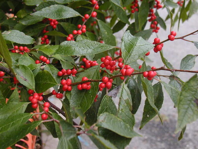 closeup image of red winterberries on a plant