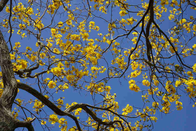closeup of yellow leaves on a yellow trumpet tree