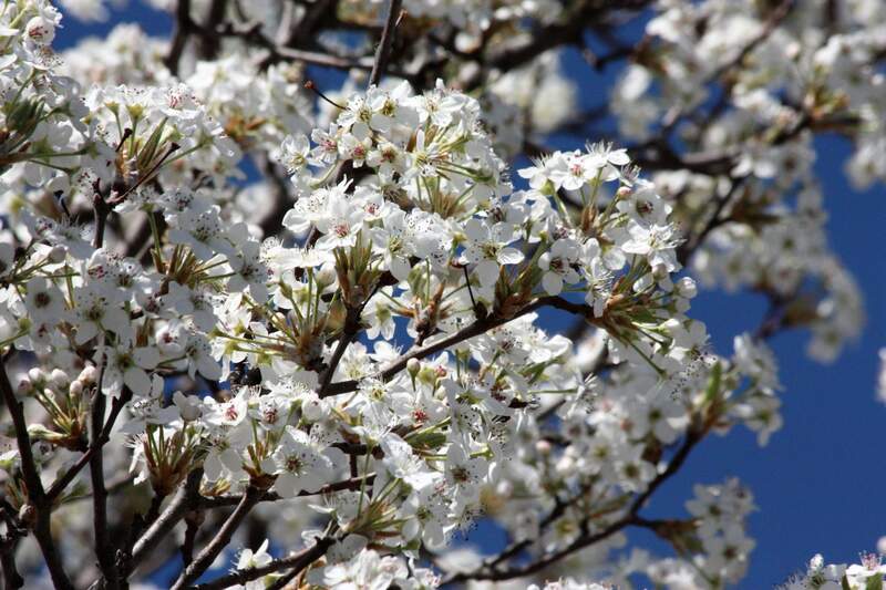 A bradford pear with white leaves