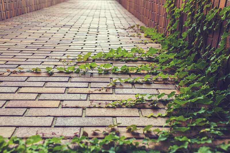 Cobblestones, vines leaves on a pathway