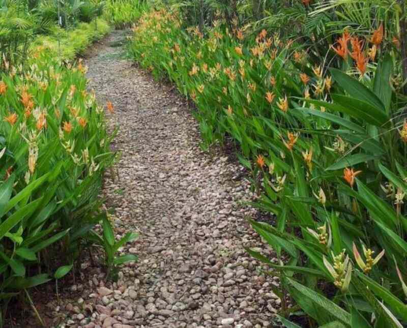 A gravel walkway in a garden