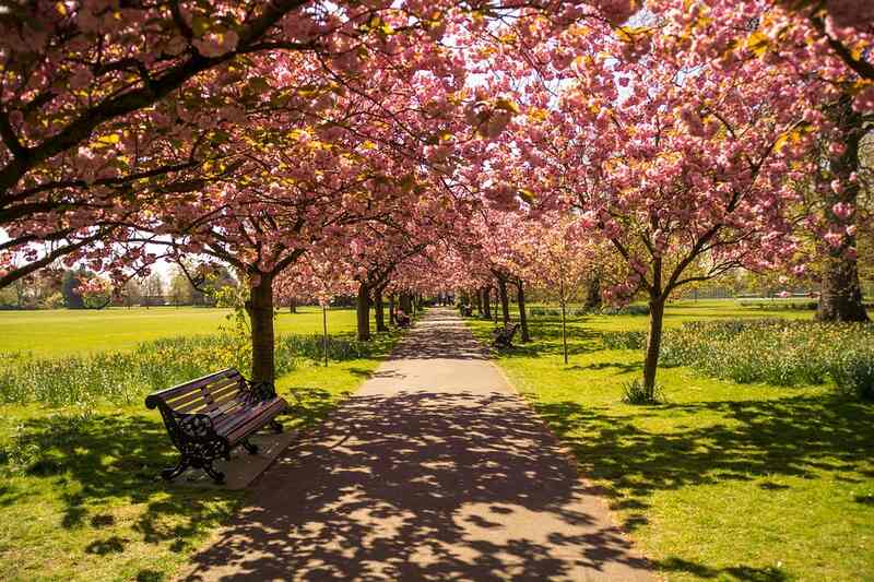 A bench under shaded of pink colored trees