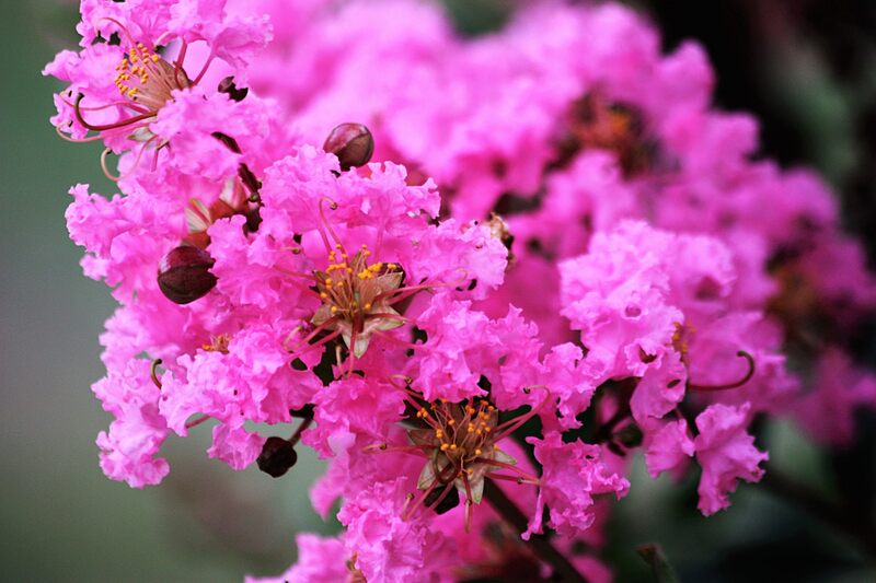 A picture showing pink crepe myrtle