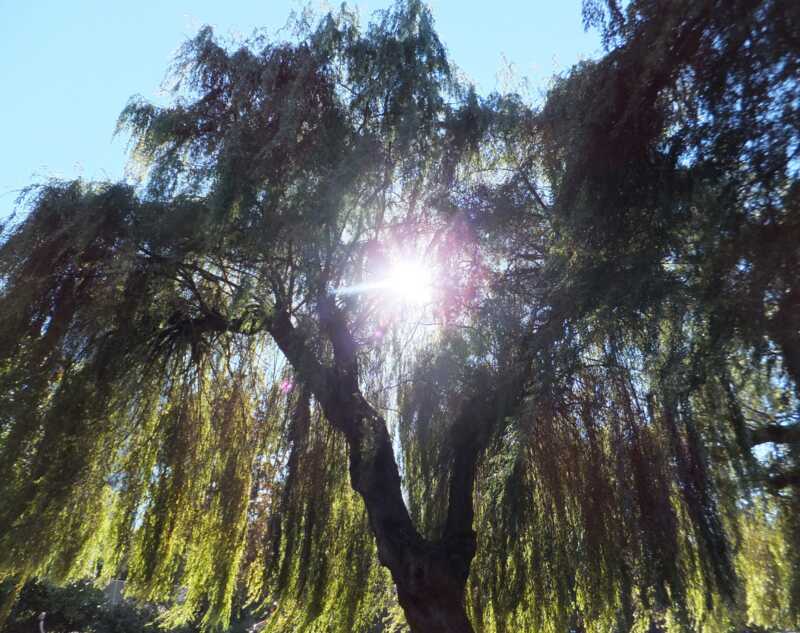A willow tree with sun in the background