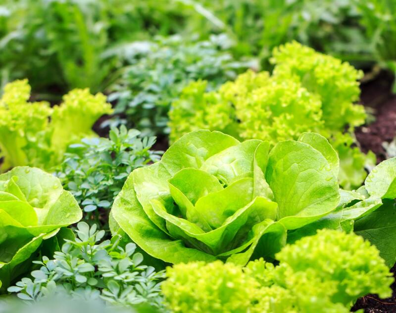 A lettuce garden installed in a house