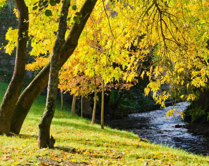 A Ash tree in a park alongside a stream