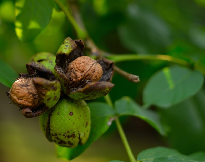 A walnut hung on a walnut tree