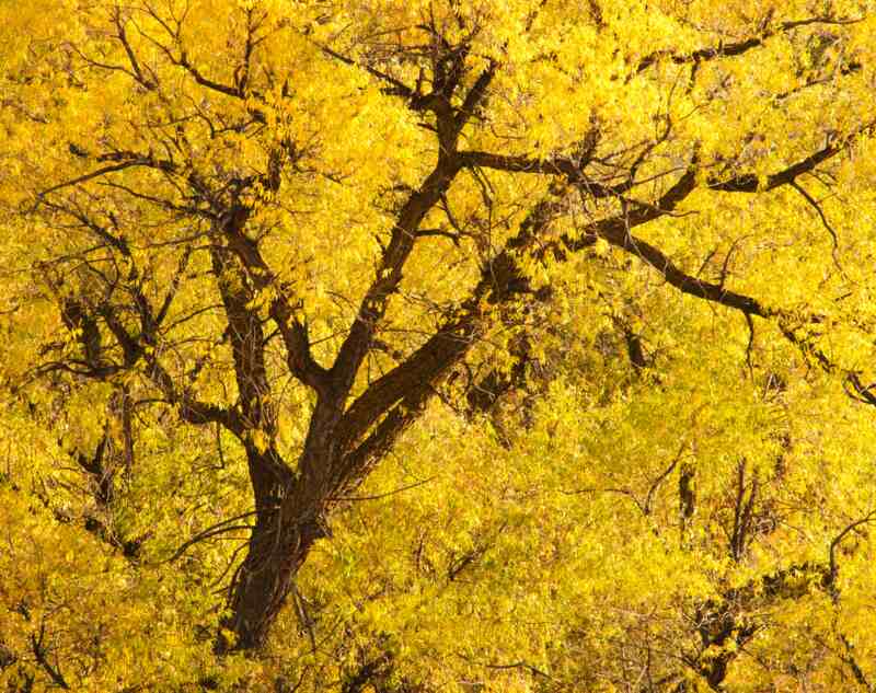 A yellow colored cottonwood tree