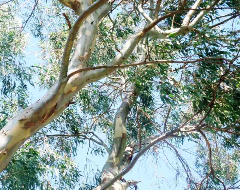 A picture showing branches of eucalyptus tree