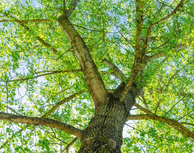 A picture showing trunk and branches of linden tree