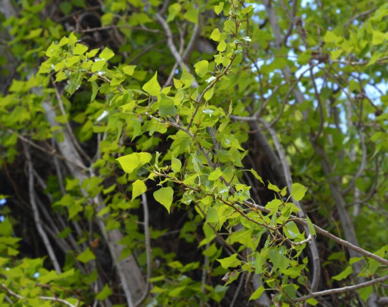 A picture showing leaves of lombardy poplar