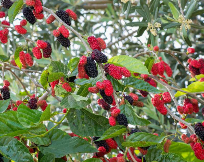 A mulberry tree with berry fruit