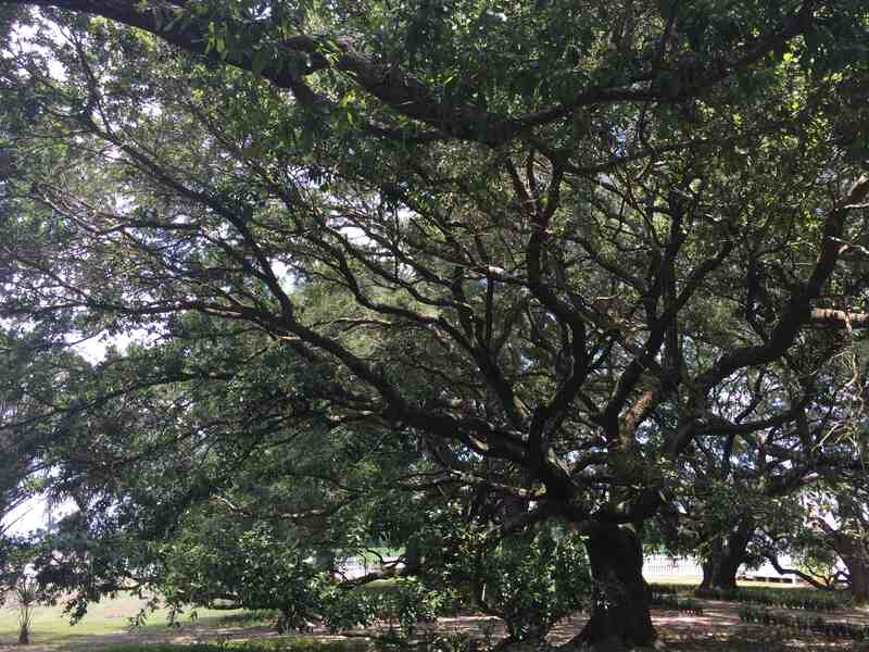 tall shady southern live oak trees