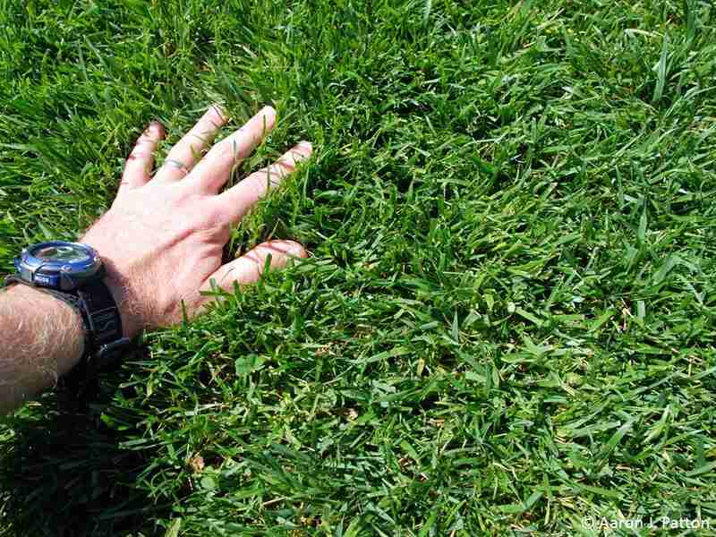 person touching tall fescue grass