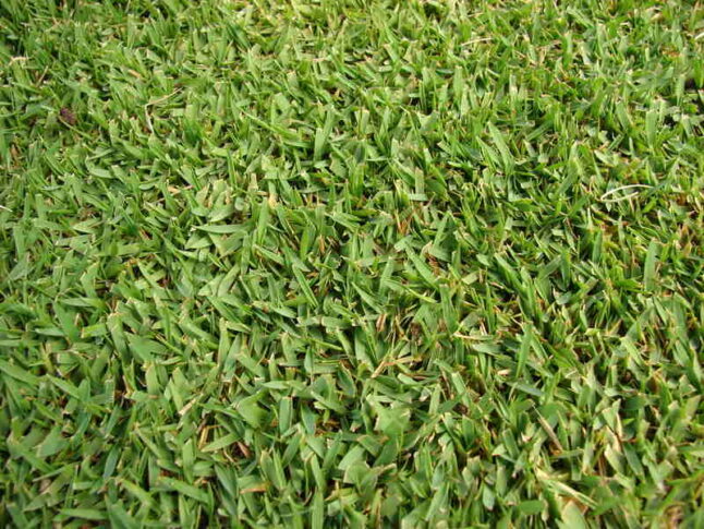 beautiful green colored zoysia grass in a lawn