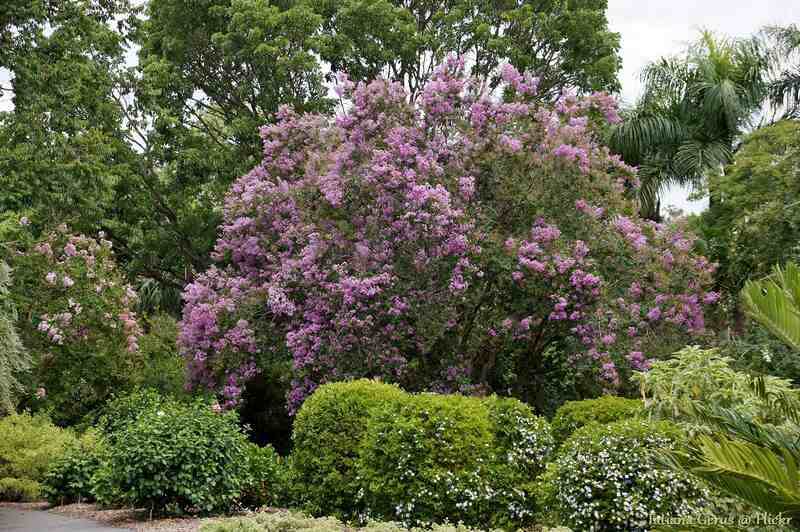 a tree with a lot of pink flowers