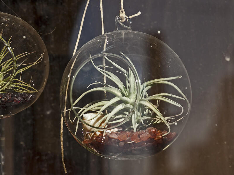 An air plant hanging 