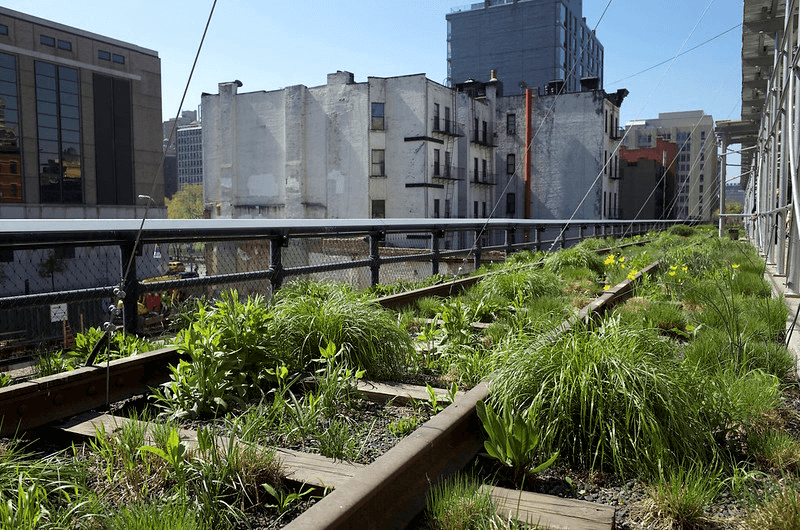 Rows of garden plots along the High Line in New York City with skyscrapers in the background