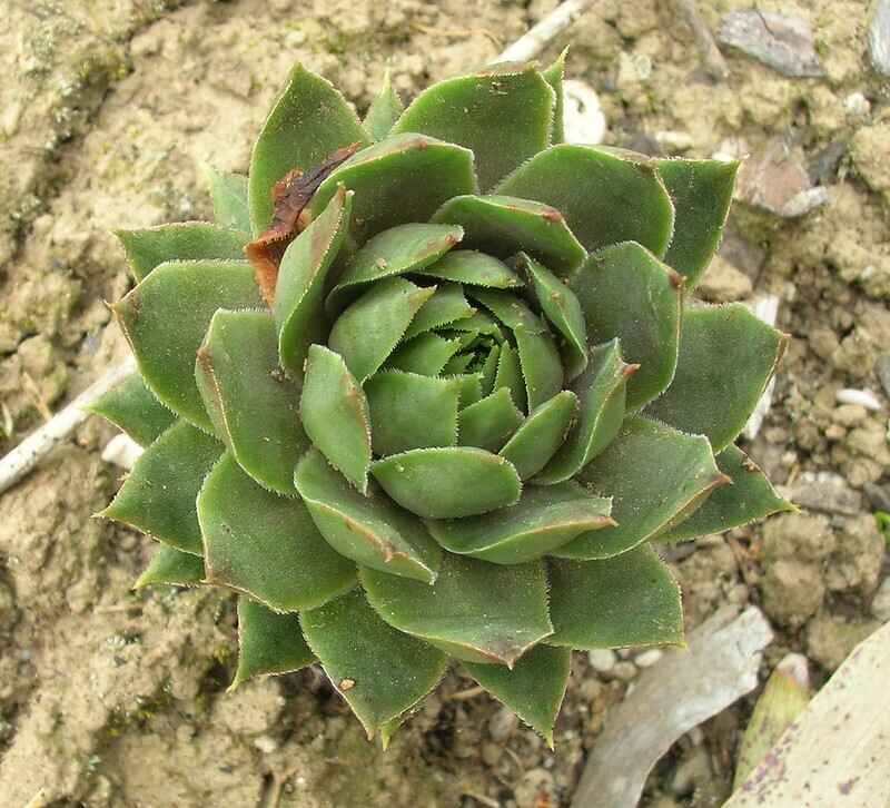 Close up of Hen and chick plant