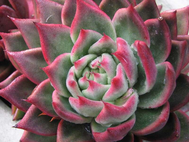 A close up of mexican rosettes