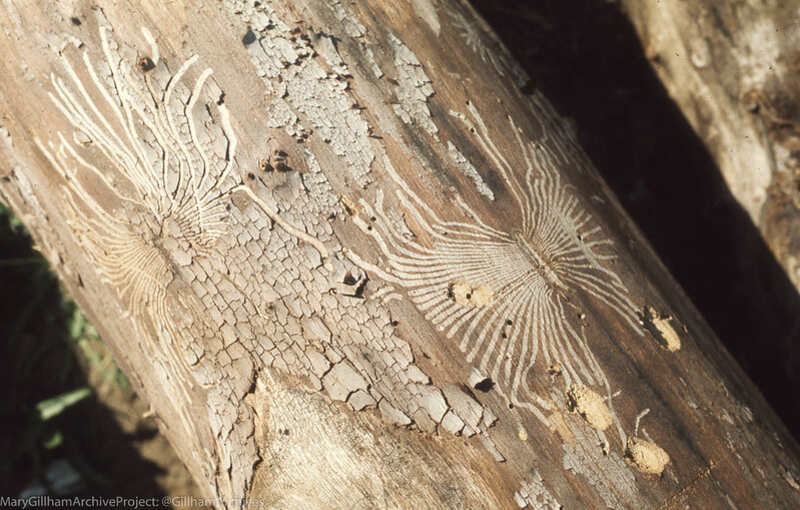 Dutch elm disease on a bark of tree