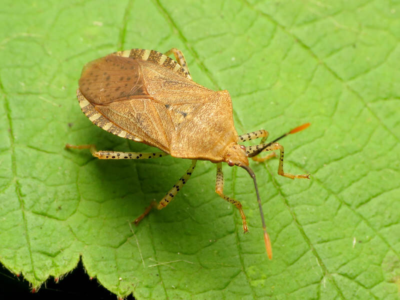 A closeup of squash bug