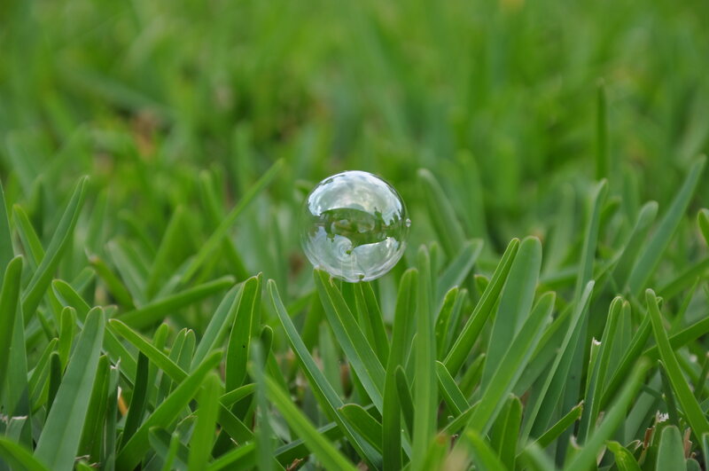 St. Augustine grass with a bubble on it.