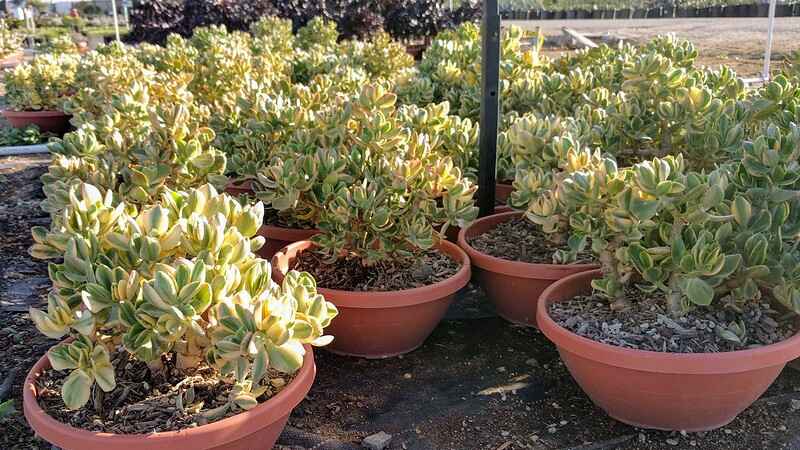 Close up of different jade plants in pots