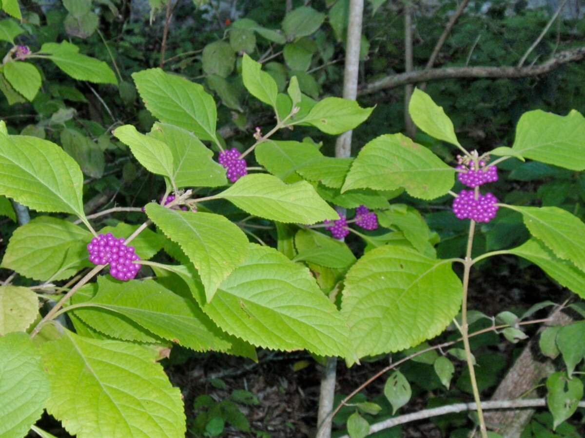 Purple colored american beautyberry with green leaves