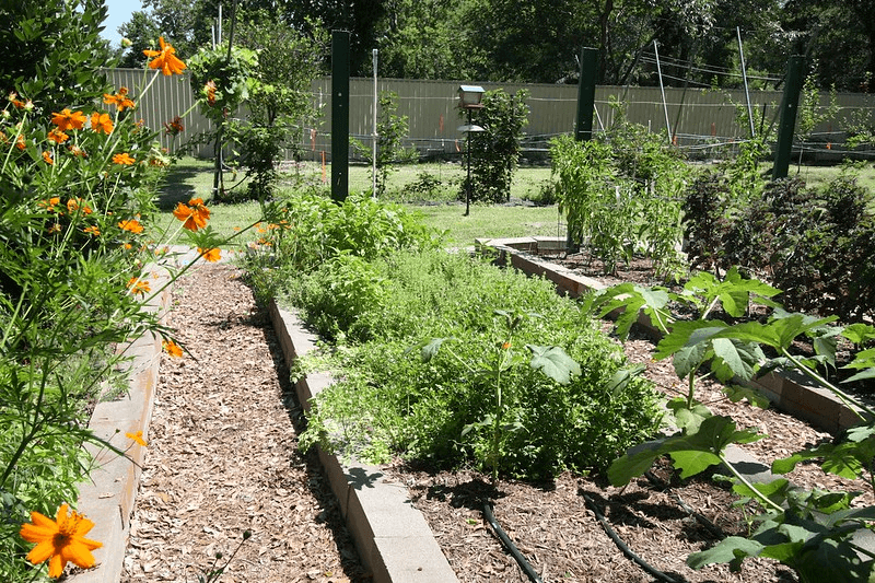 A vegetable garden full of raised beds in Houston