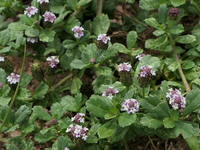 Purple color flowers of Texas frogfruit with green leaves