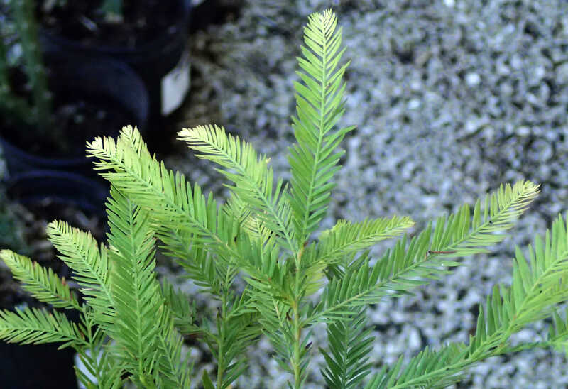 Green leaves of bald cypress plant