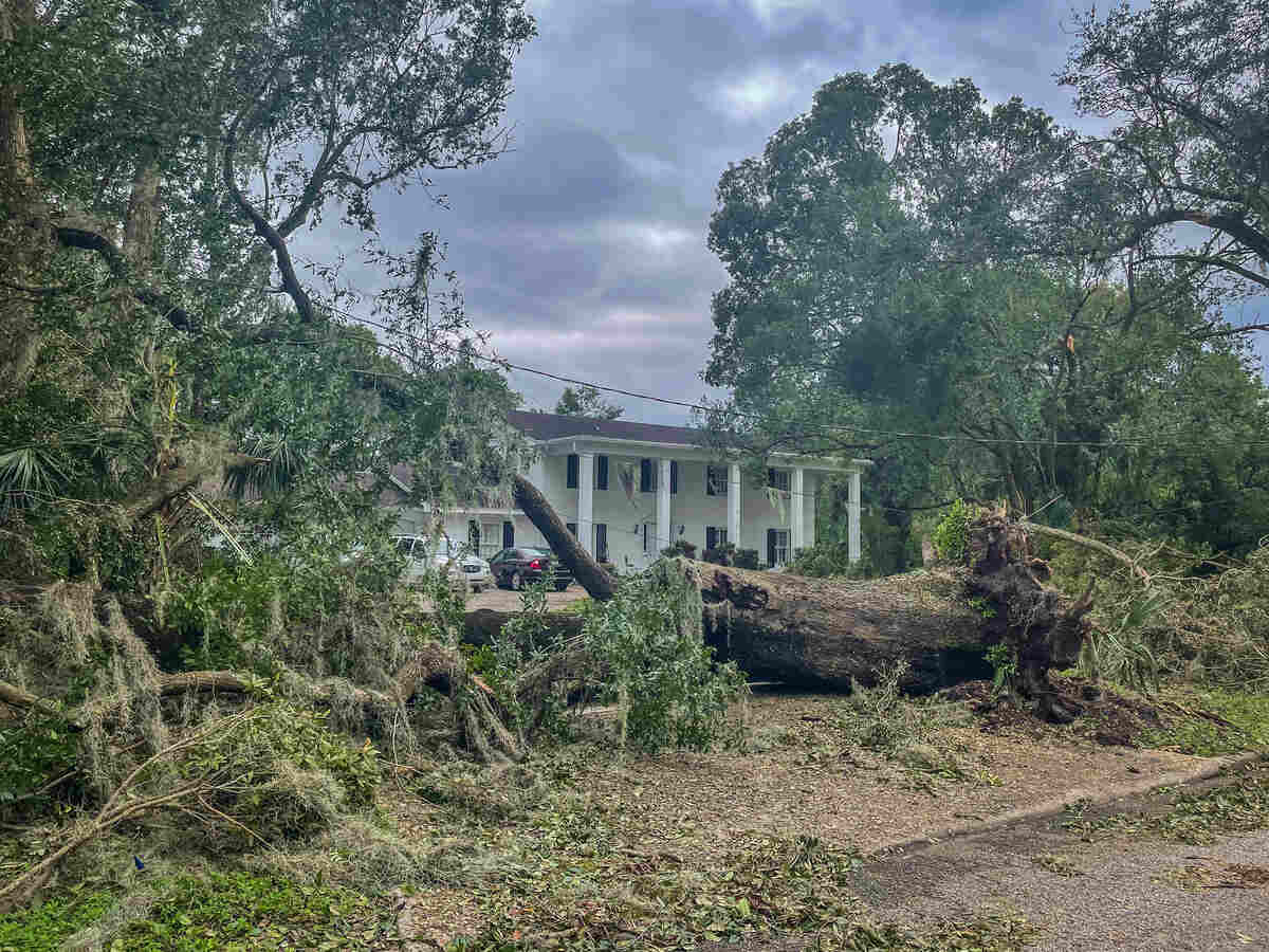 Downed trees and power lines in Bartow, FL following Hurricane Ian